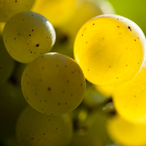 Grappe de raisin Chardonnay - Chablis
