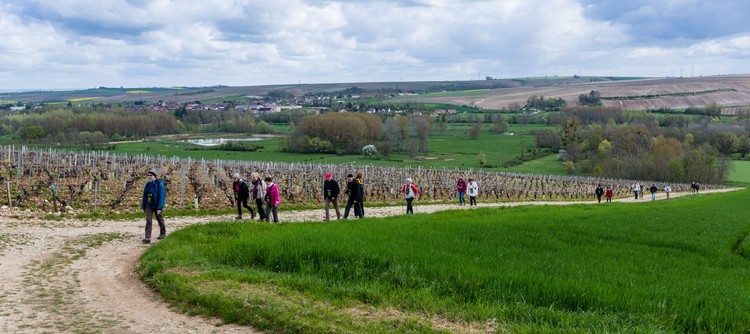 Balade gourmande dans le vignoble de Chablis Balade gourmande dans le vignoble de Chablis