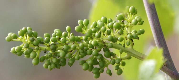 Millésime 2017: une floraison rapide et précoce Millésime 2017: une floraison rapide et précoce
