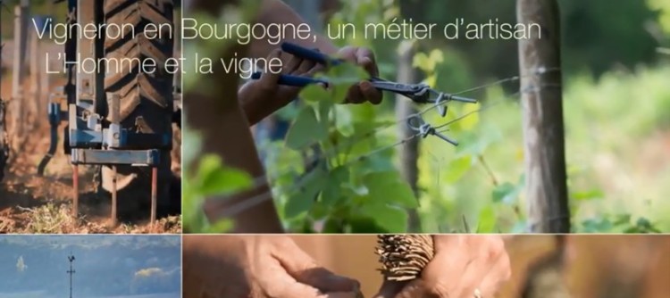 Vidéo : L'Homme et la Vigne. Vigneron en bourgogne un métier d’artisans.