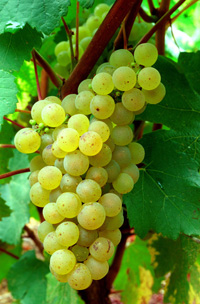 Grappe de Chardonnay - Vins de Bourgogne