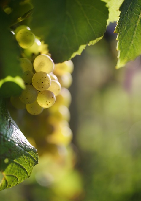 Grappe de Chardonnay - Vins de Bourgogne