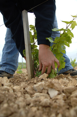Sol du vignoble chablisien