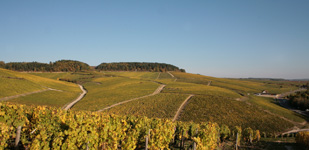 Climat de Chablis: Vaudésir