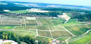 Climat de Chablis: Grenouilles