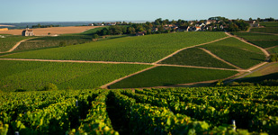Vins de Bourgogne, appellation Chablis Les Beauregards
