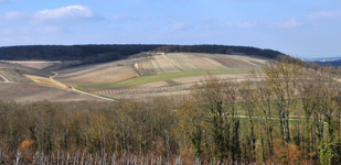 Beauroy