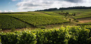Climat de Chablis: Vaucoupin