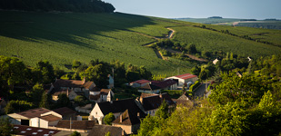 Climat de Chablis: Côte de Bréchain