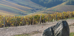 Climat de Chablis: Côte de Cuissy