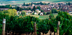 Climat de Chablis: Les Epinottes