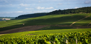 Climat de Chablis: Mont de Milieu