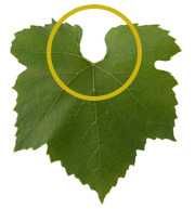 Un Seul C page Le Chardonnay Vin Blanc De Bourgogne Les Vins De un-seul-c-page-le-chardonnay-vin-blanc-de-bourgogne-les-vins-de