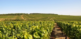 Climat de Chablis: Butteaux
