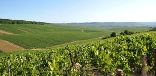 Climat de Chablis: Vaillons