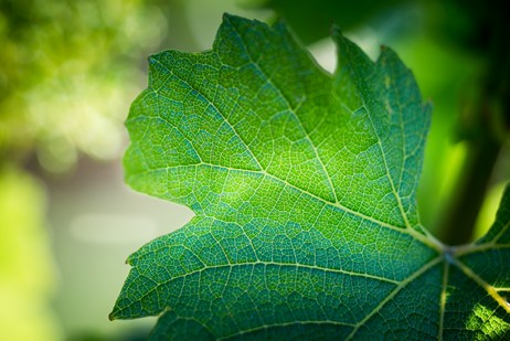 Feuille de Chardonnay, point pétiolaire de la feuille