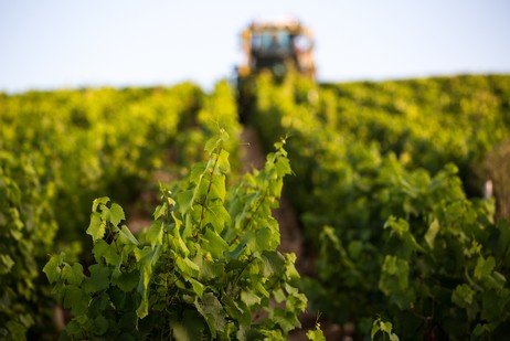 Le vignoble chablisien 