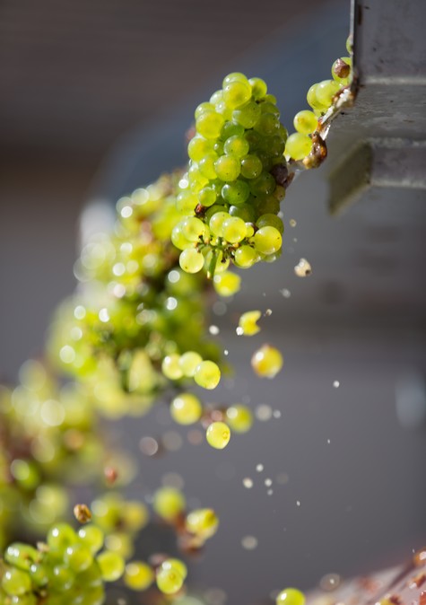 Les vendanges à Chablis