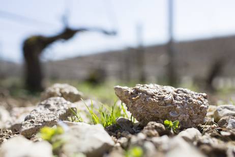 CHABLIS, L'ARCHÉTYPE DU VIN MINÉRAL