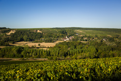 Randonnées viticoles ensoleillée dans le vignoble de Chablis en Bourgogne