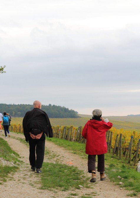 Randonnées viticoles ensoleillée dans le vignoble de Chablis en Bourgogne