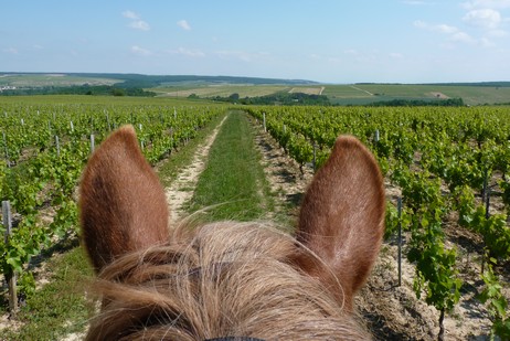 A cheval dans l'Yonne 