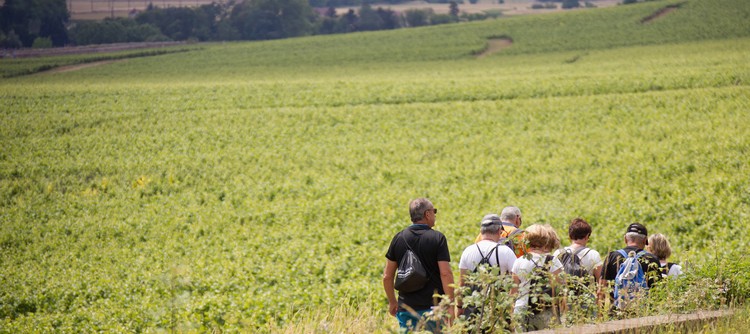 Visite guidée des vignes de Chablis en Bourgogne