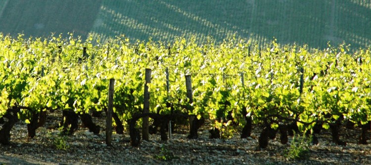 Millésime 2015 à Chablis Millésime 2015 à Chablis