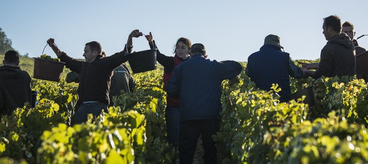 Milleime 2012 à Chablis