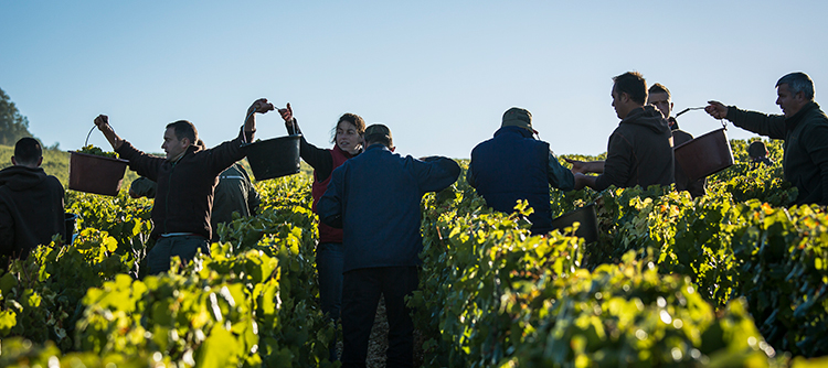 vendanges chablis vignoble chablisien chardonnay vin de bourgogne vin blanc vendanges chablis vignoble chablisien chardonnay vin de bourgogne vin blanc