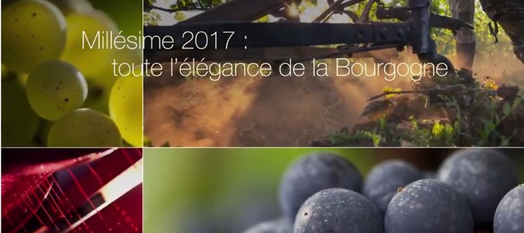 Millésime 2017 en Bourgogne Millésime 2017 en Bourgogne