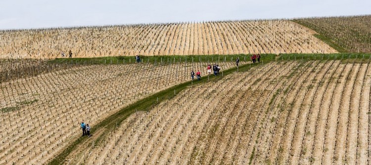 Balade gourmande dans le vignoble chablisien Balade gourmande dans le vignoble chablisien