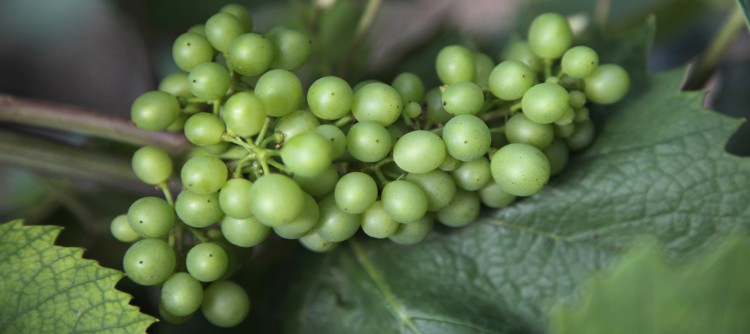 floraison chardonnay vignoble de chablis vin chardonnay oenotourisme floraison chardonnay vignoble de chablis vin chardonnay oenotourisme