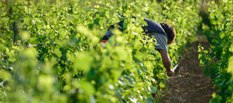 viticulteur, chablis, vin de chablis, vin de france, bourgogne, burgundy viticulteur, chablis, vin de chablis, vin de france, bourgogne, burgundy