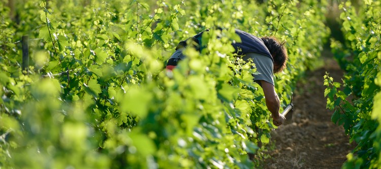 viticulteur, chablis, vin de chablis, vin de france, bourgogne, burgundy