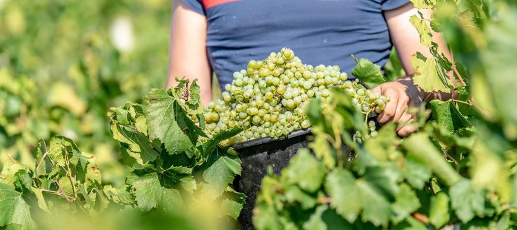 Vendanges 2018 à Chablis, Chardonnay