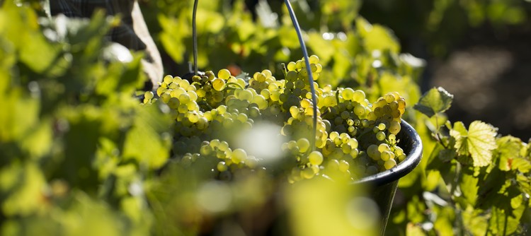 Millésime 2019 à Chablis Millésime 2019 à Chablis