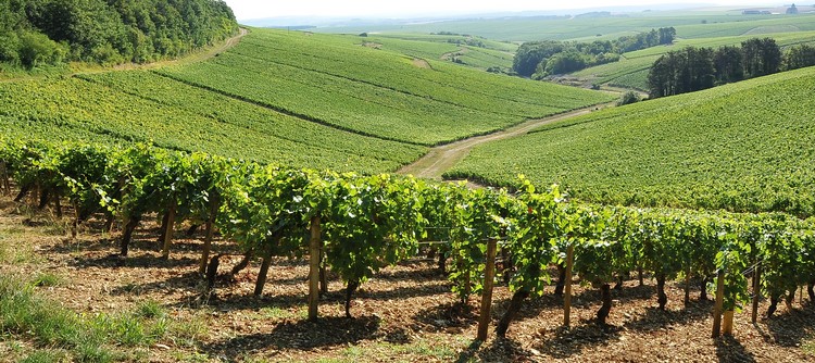 Le parrainage séduit des vignerons de Chablis et d’Epineuil Le parrainage séduit des vignerons de Chablis et d’Epineuil