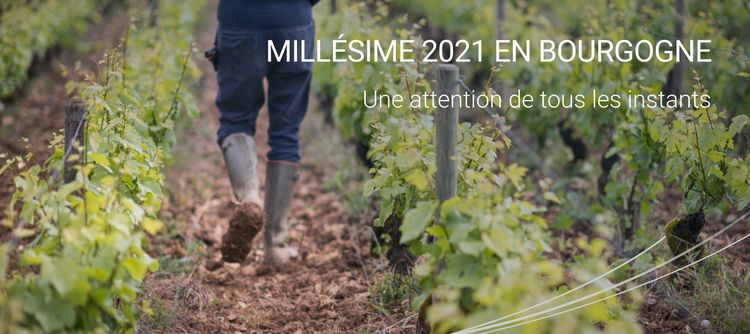 Millésime 2021 en Bourgogne : une attention de tous les instants Millésime 2021 en Bourgogne : une attention de tous les instants