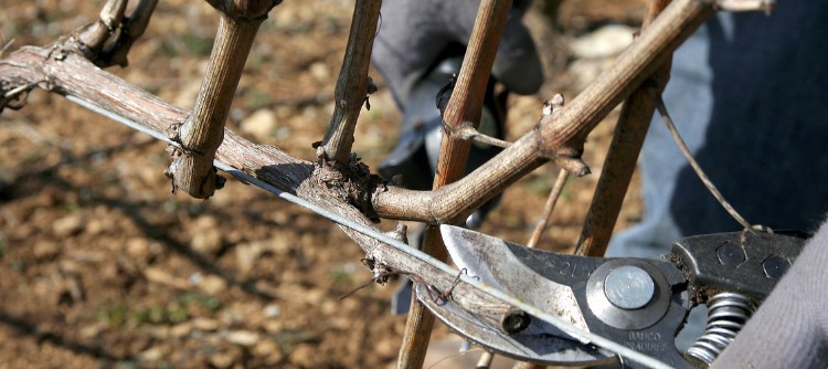 La taille dans les vignes de Chablis La taille dans les vignes de Chablis