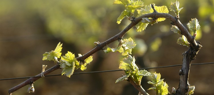 floraison chardonnay vignoble de chablis vin chardonnay oenotourisme floraison chardonnay vignoble de chablis vin chardonnay oenotourisme