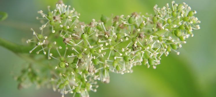 En juin, la vigne fleurit En juin, la vigne fleurit