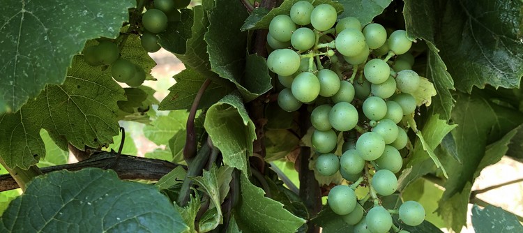 floraison chardonnay vignoble de chablis vin chardonnay oenotourisme floraison chardonnay vignoble de chablis vin chardonnay oenotourisme