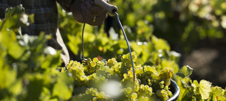 En Bourgogne, de joyeuses vendanges 2022 En Bourgogne, de joyeuses vendanges 2022