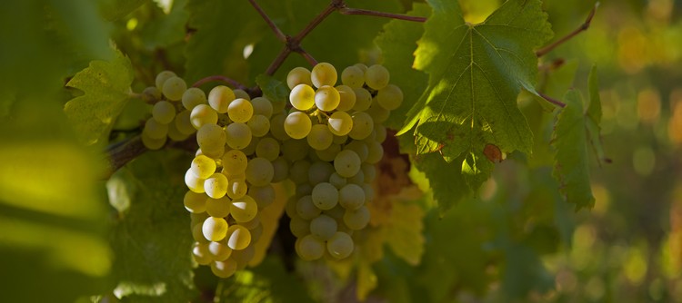 2020 à Chablis, un millésime précoce et classique 2020 à Chablis, un millésime précoce et classique