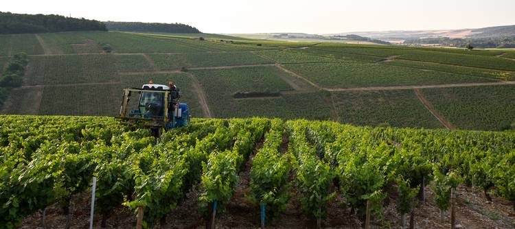 L'été dans les vignes