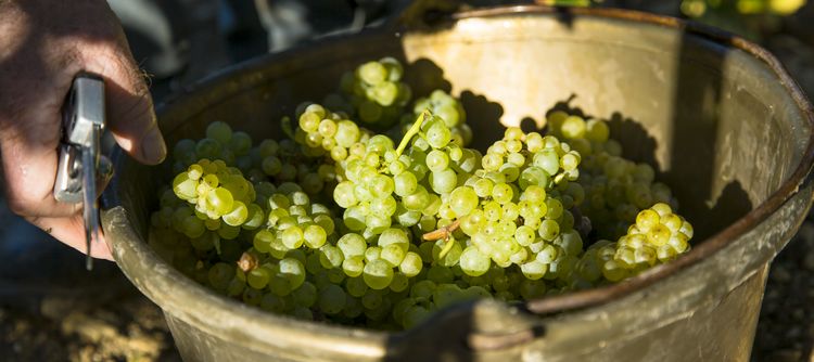 Les vendanges Les vendanges