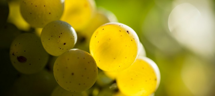 Millésime 2025 : une année précoce et prometteuse pour Chablis